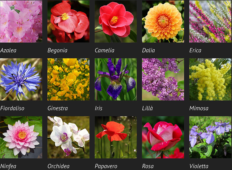 FIORI